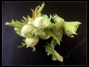 Cob Nuts