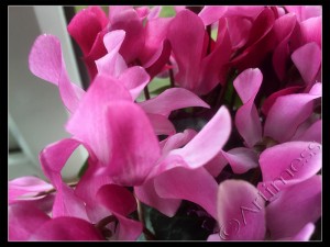 Cyclamen