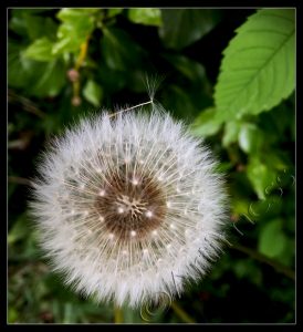 Dandelion Patterns