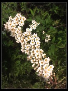 Flowers by Street Light