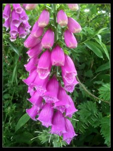 Foxgloves