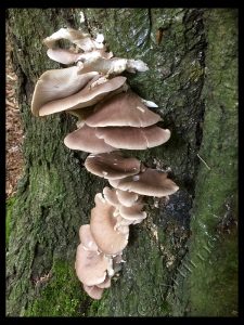 Fungi