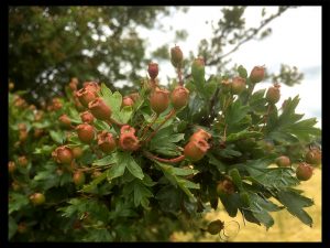 Hawthorn Hips