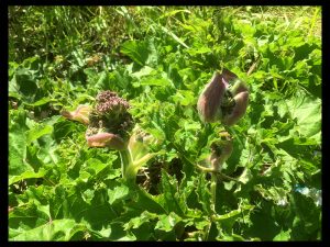 Hogweed Buds