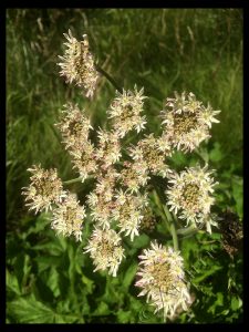 Hogweed Flowers