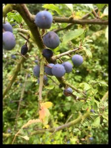 More Sloes