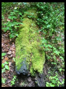 Mossy Log