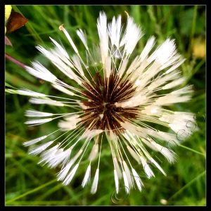 Natures Mandala