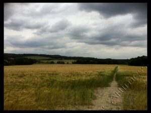 Path Through Wheat Field