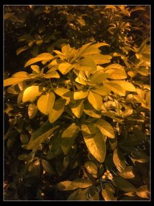 Plants by Street Light