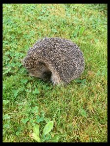 Poorly Hedgehog