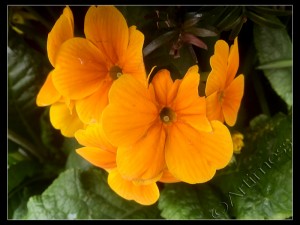 Primula Flowers