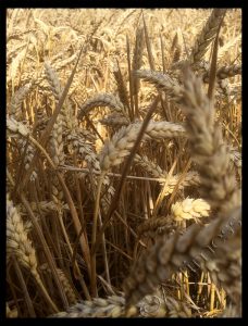 Ready For Harvest