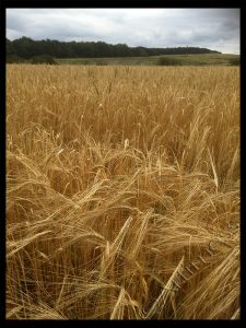 Ripened Wheat