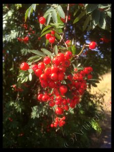 Rowan Berries