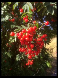 Rowan Berries