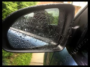 Spiders Web