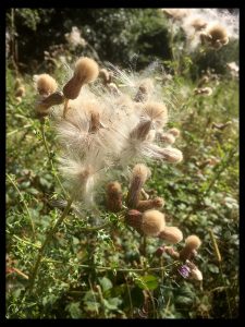 Thistle Seeds