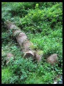 Fallen Tree Trunk