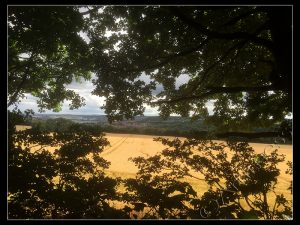 View Through Oaks