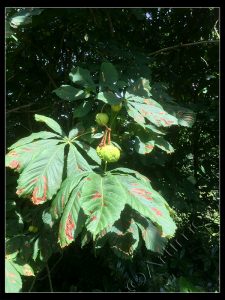 Young Conkers