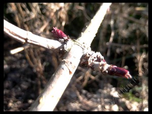 Tree Buds - 365 Day Project