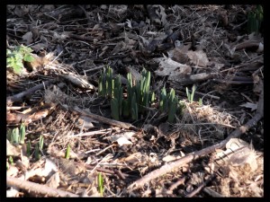 Green Shoots - 365 Day Project